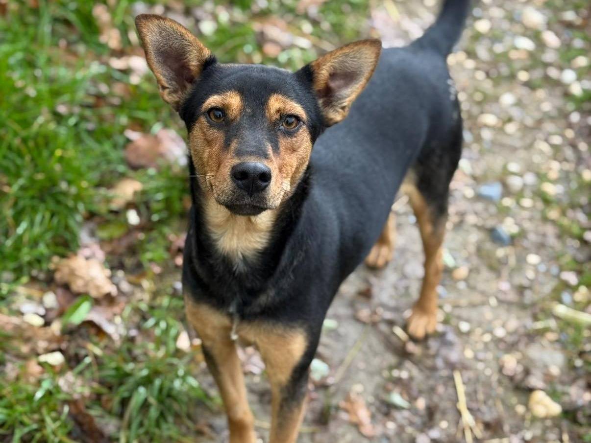 Adozione cane, femmina, Razza sconosciuta Razza sconosciuta, 2 anni, taglia media contenuta, Firenze