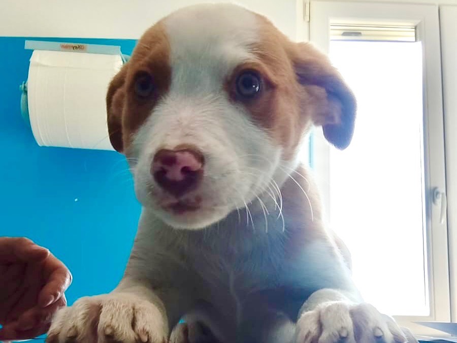 Vuoi adottare un cane a Salerno?