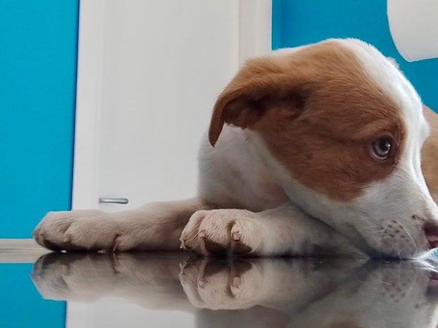 Adotta il cane John a Salerno