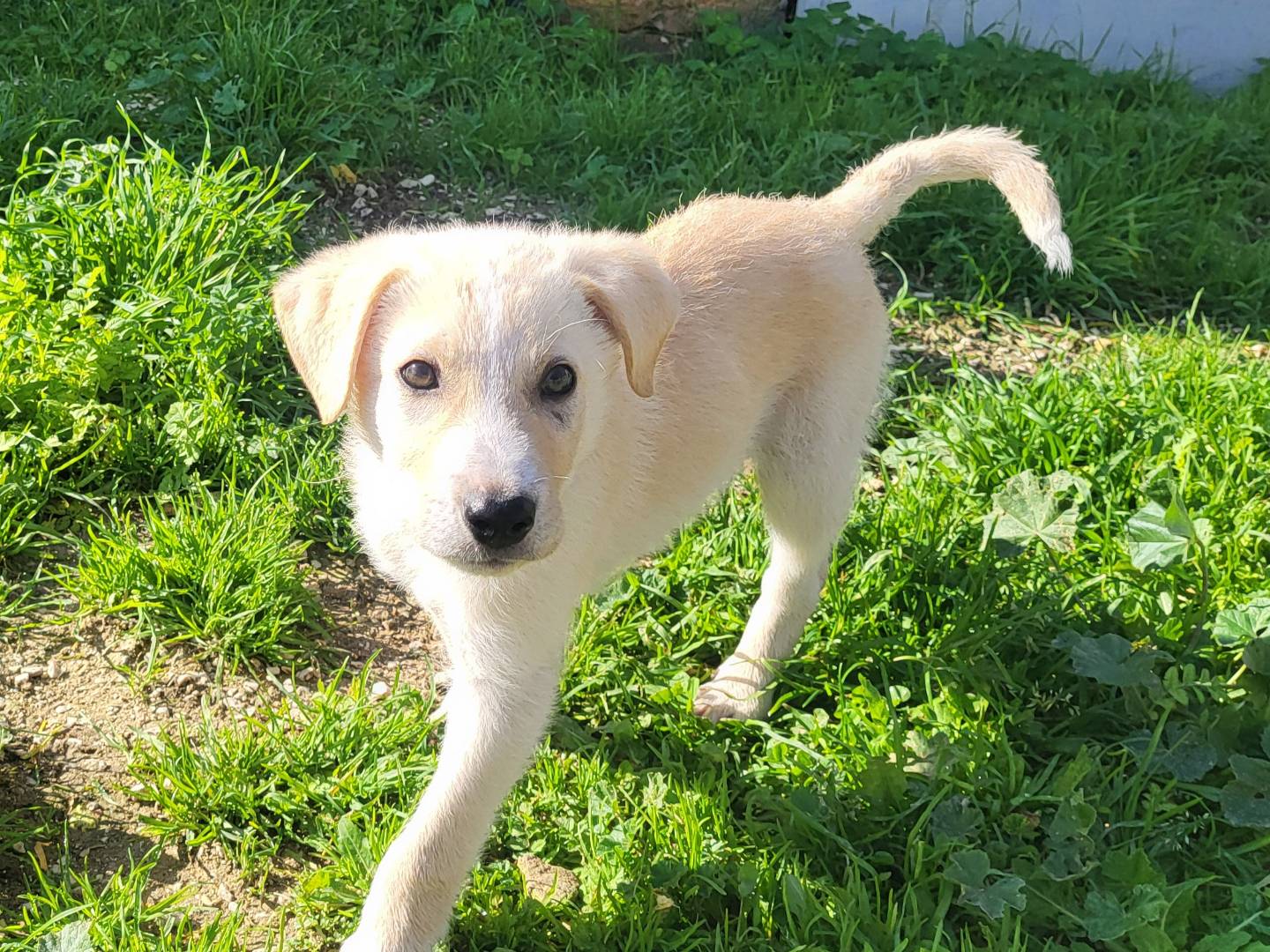 Adozione cane, maschio, Razza sconosciuta Razza sconosciuta, 4 mesi, taglia media, Trapani