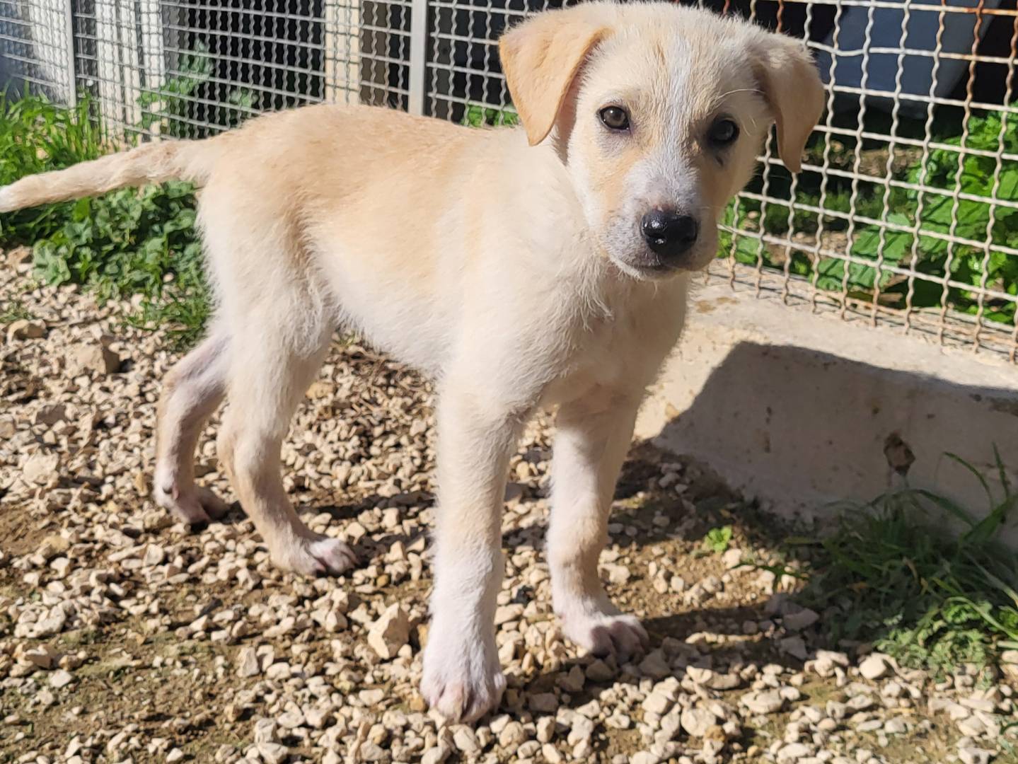 Adotta un cane, maschio, 4 mesi, Trapani