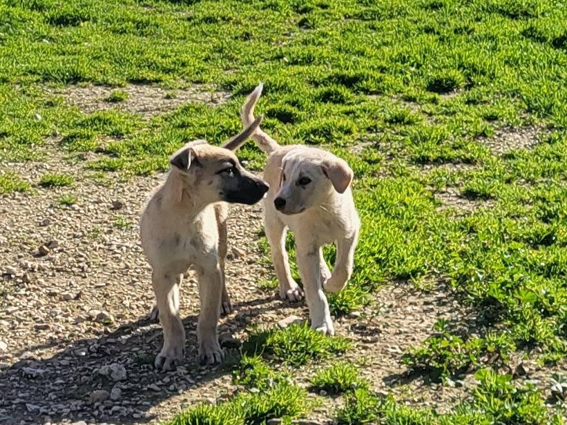 Adotta il cane Teddy a Trapani