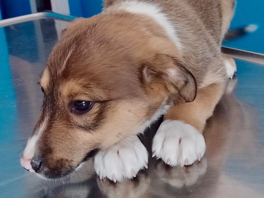 Adotta il cane Ringo a Salerno