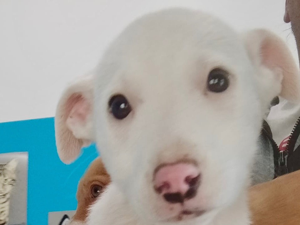 Vuoi adottare un cane a Salerno?