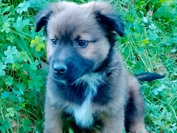 Adozione cane, maschio, Razza sconosciuta Razza sconosciuta, 3 mesi, taglia media, Salerno