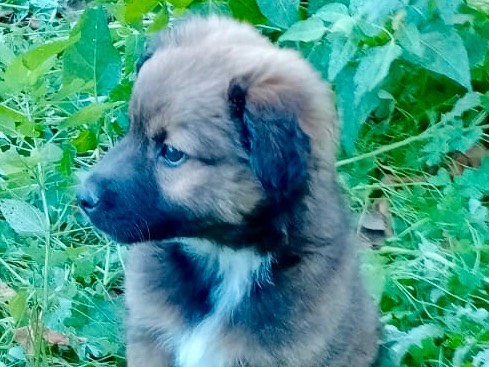 Adotta un cane, maschio, 3 mesi, Salerno