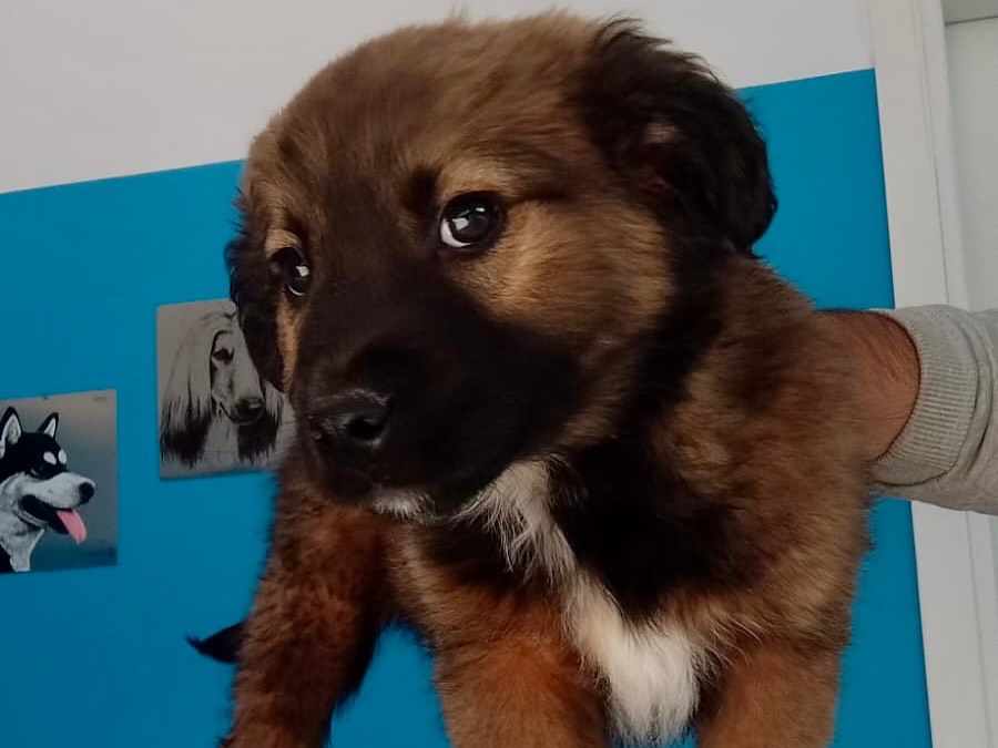 Adotta il cane Lillo a Salerno