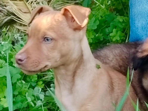 Vuoi adottare un cane a Salerno?