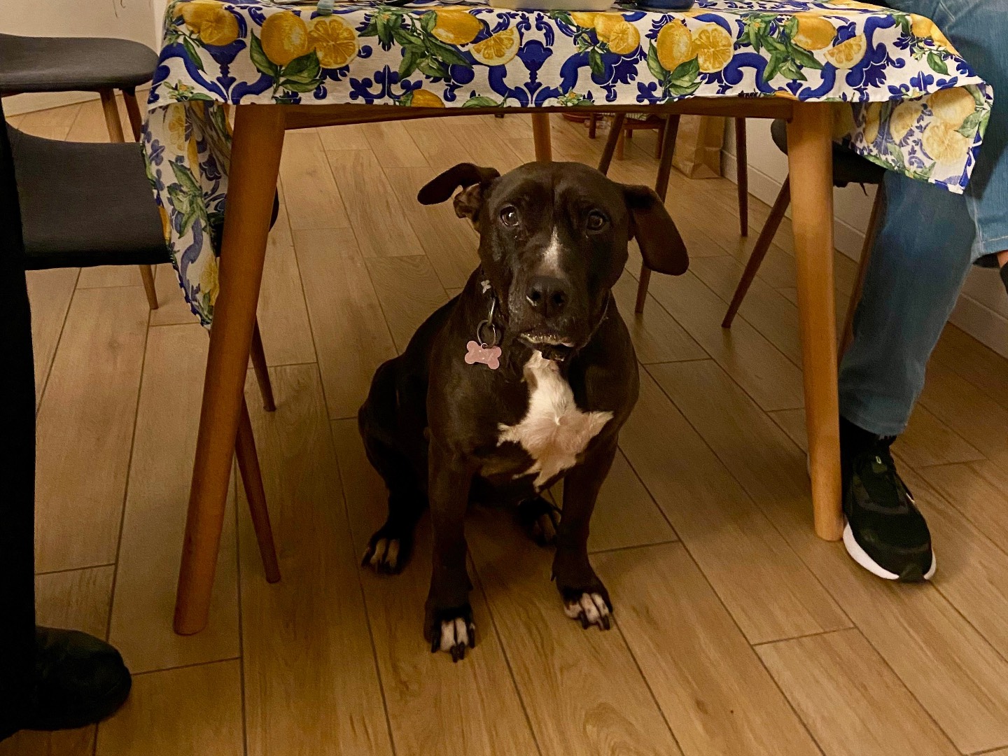 Vuoi adottare un cane a Milano?