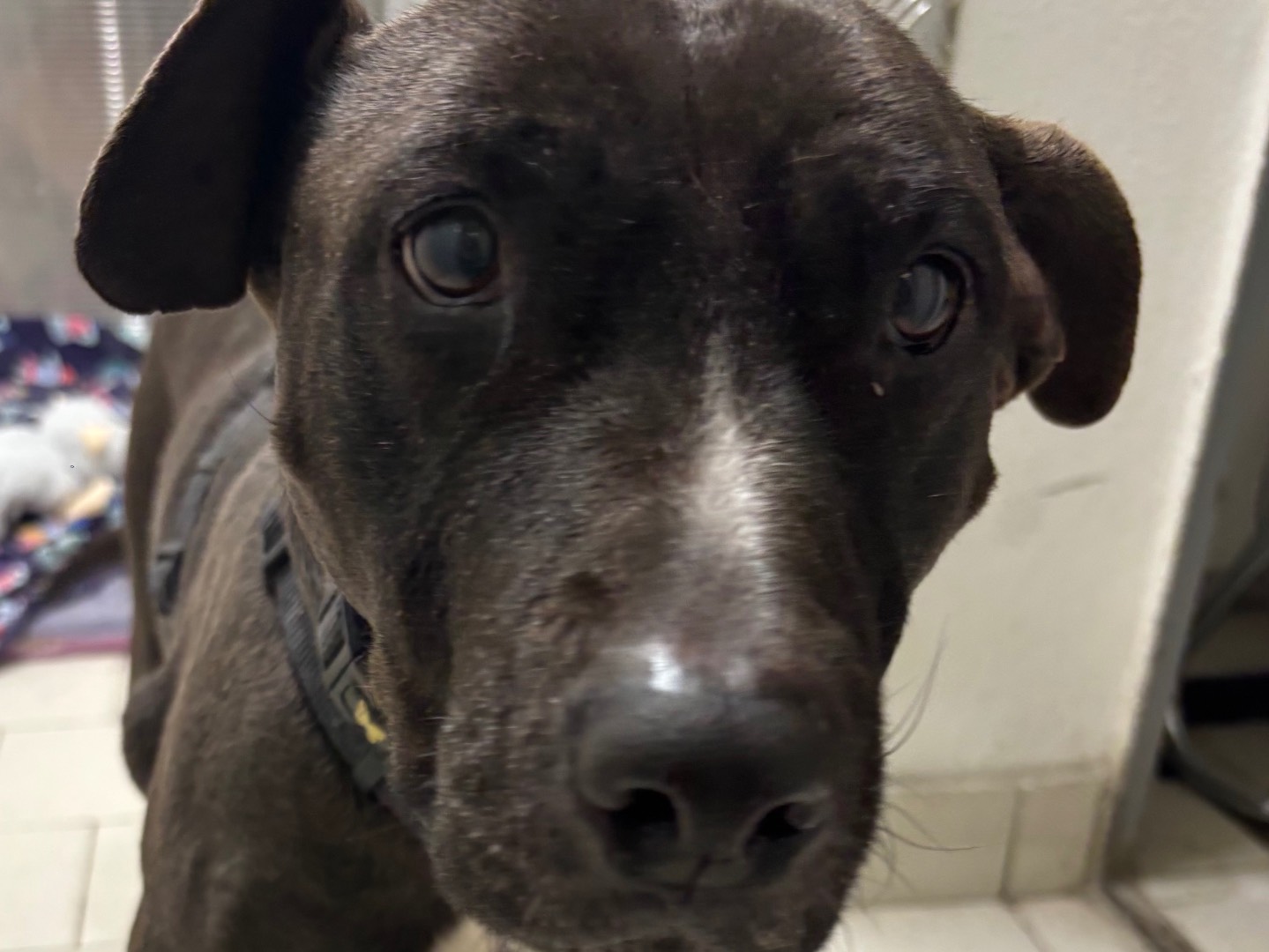 Adotta il cane Asia a Milano