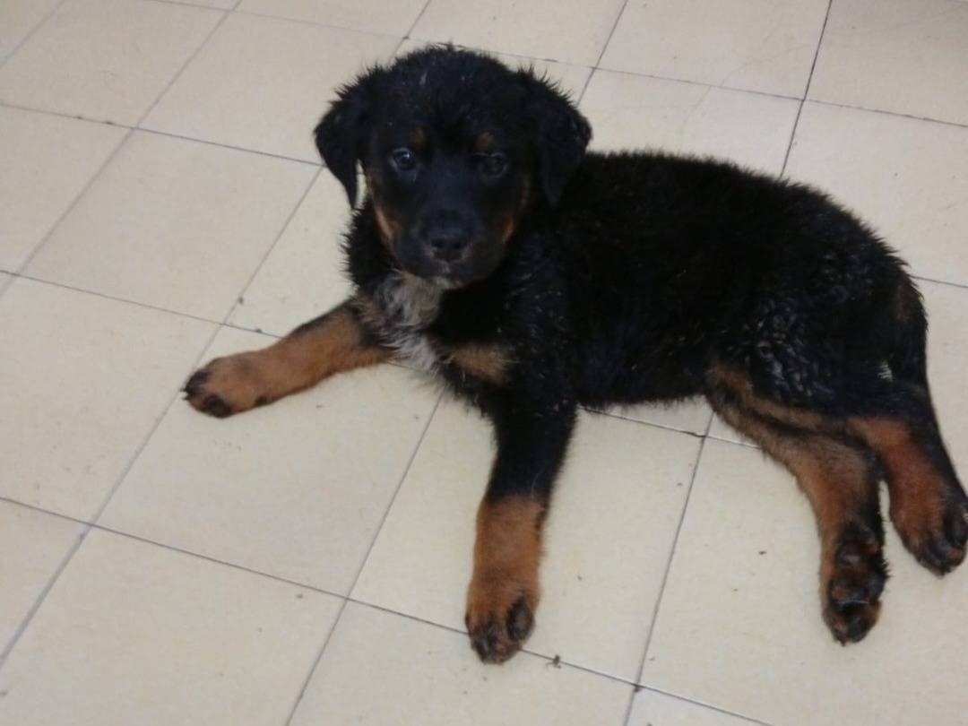 Adozione cane, maschio, Razza sconosciuta Razza sconosciuta, 3 mesi, taglia media, Pavia