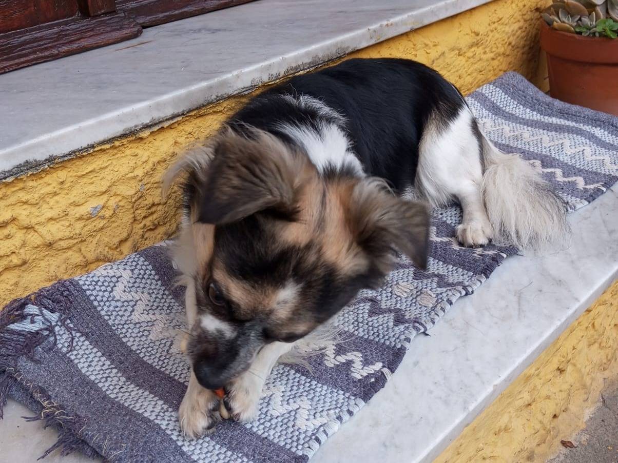 Adotta un cane, maschio, 3 anni e 7 mesi, Sud