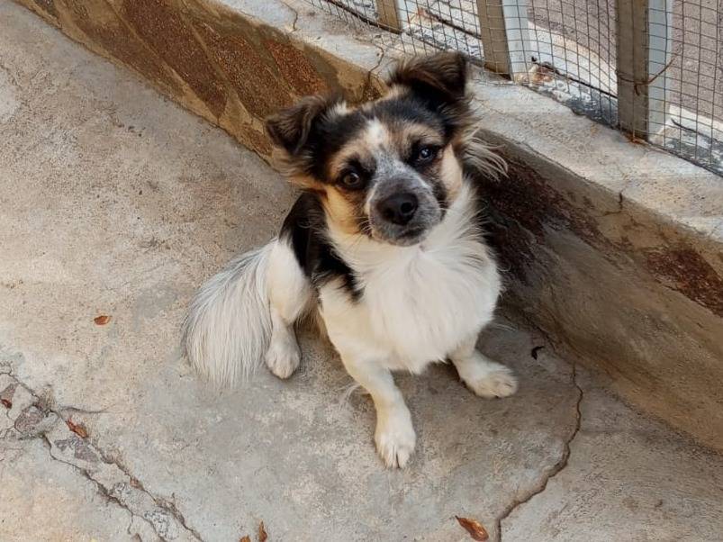 Adotta un cane, taglia piccola, maschio, Sud