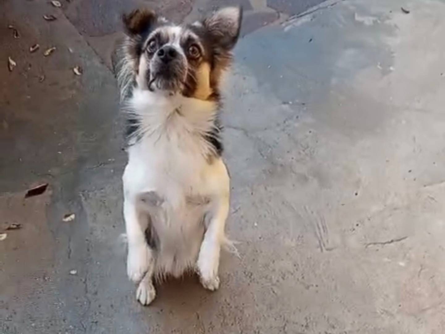 Vuoi adottare un cane a Sud?