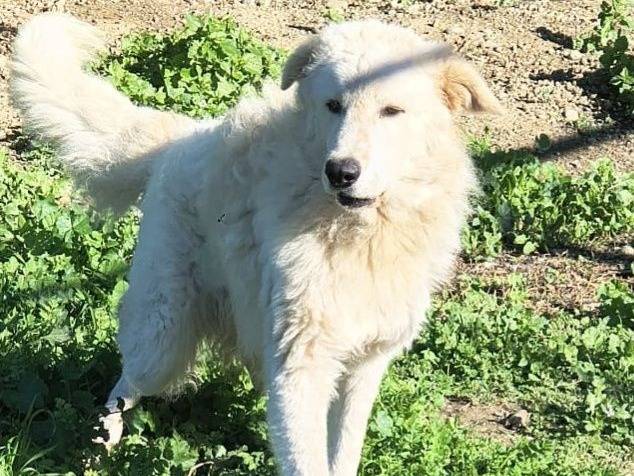 Adozione cane, maschio, Pastore maremmano Razza sconosciuta, 10 mesi, taglia grande, Crotone