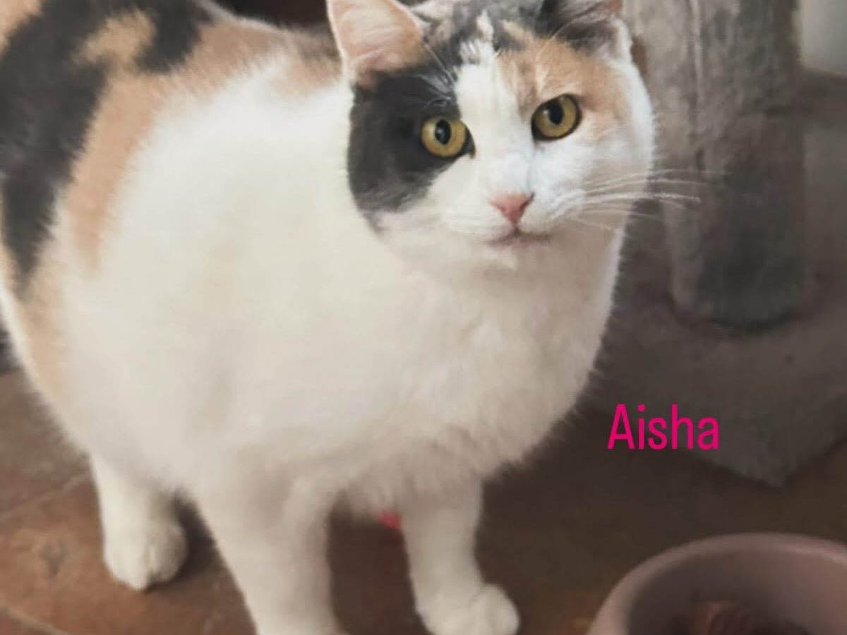 Adozione gatto, femmina, Razza sconosciuta Razza sconosciuta, 2 anni, taglia non valida, Perugia