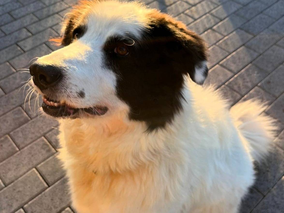Adozione cane, maschio, Razza sconosciuta Razza sconosciuta, 4 anni e 9 mesi, taglia media, Milano