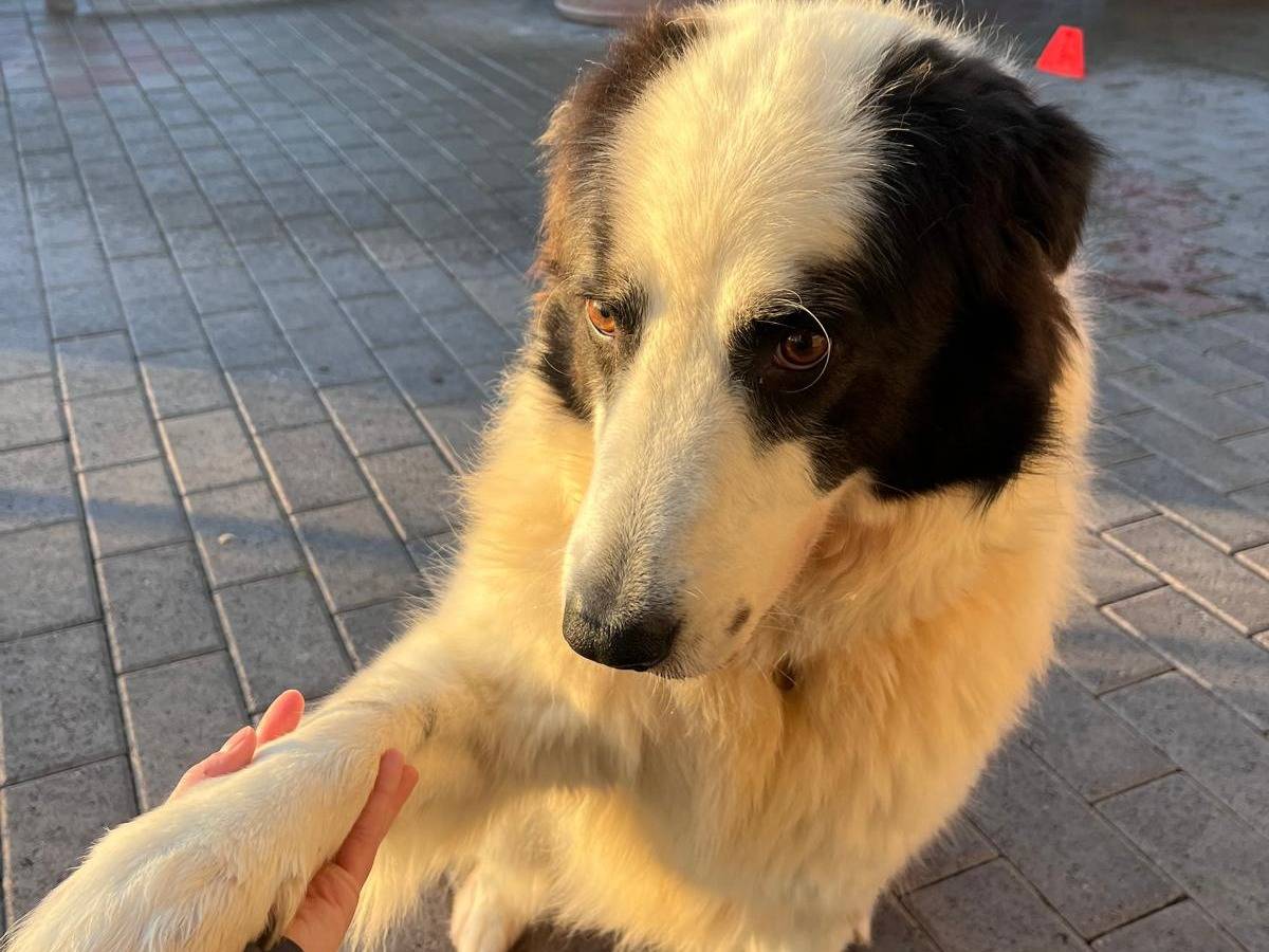Adotta un cane, maschio, 4 anni e 9 mesi, Milano