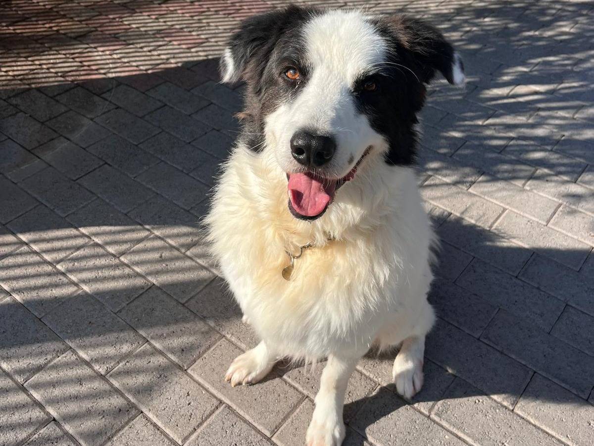 Adotta un cane, taglia media, maschio, Milano