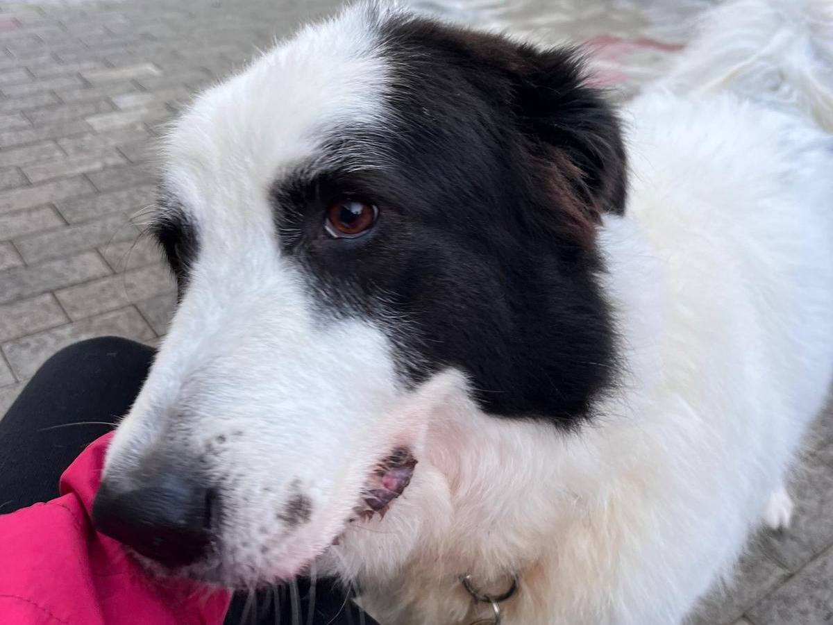 Adotta il cane SIMBA a Milano