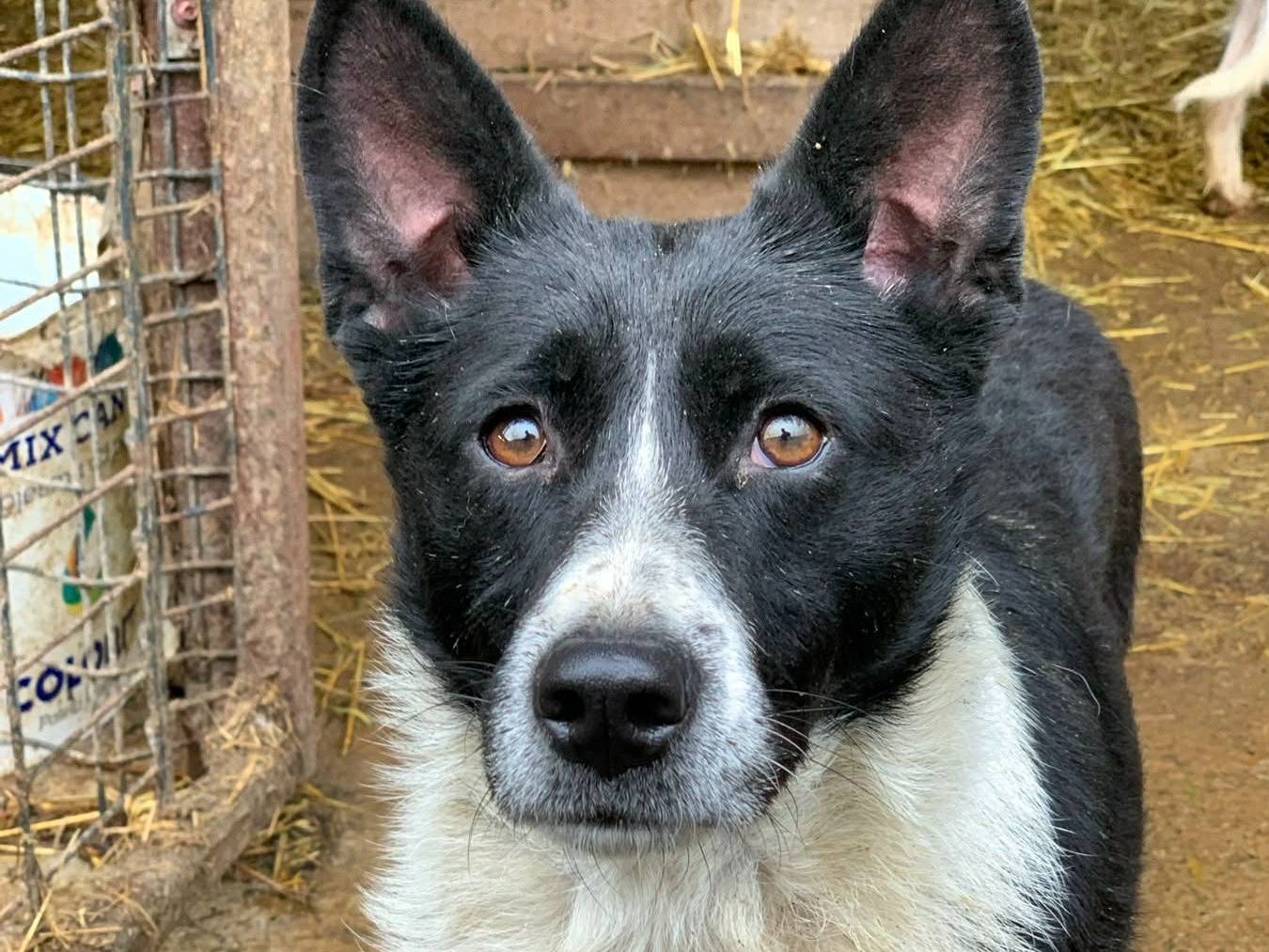 Adozione cane, femmina, Razza sconosciuta Razza sconosciuta, 2 anni e 7 mesi, taglia media contenuta, Firenze