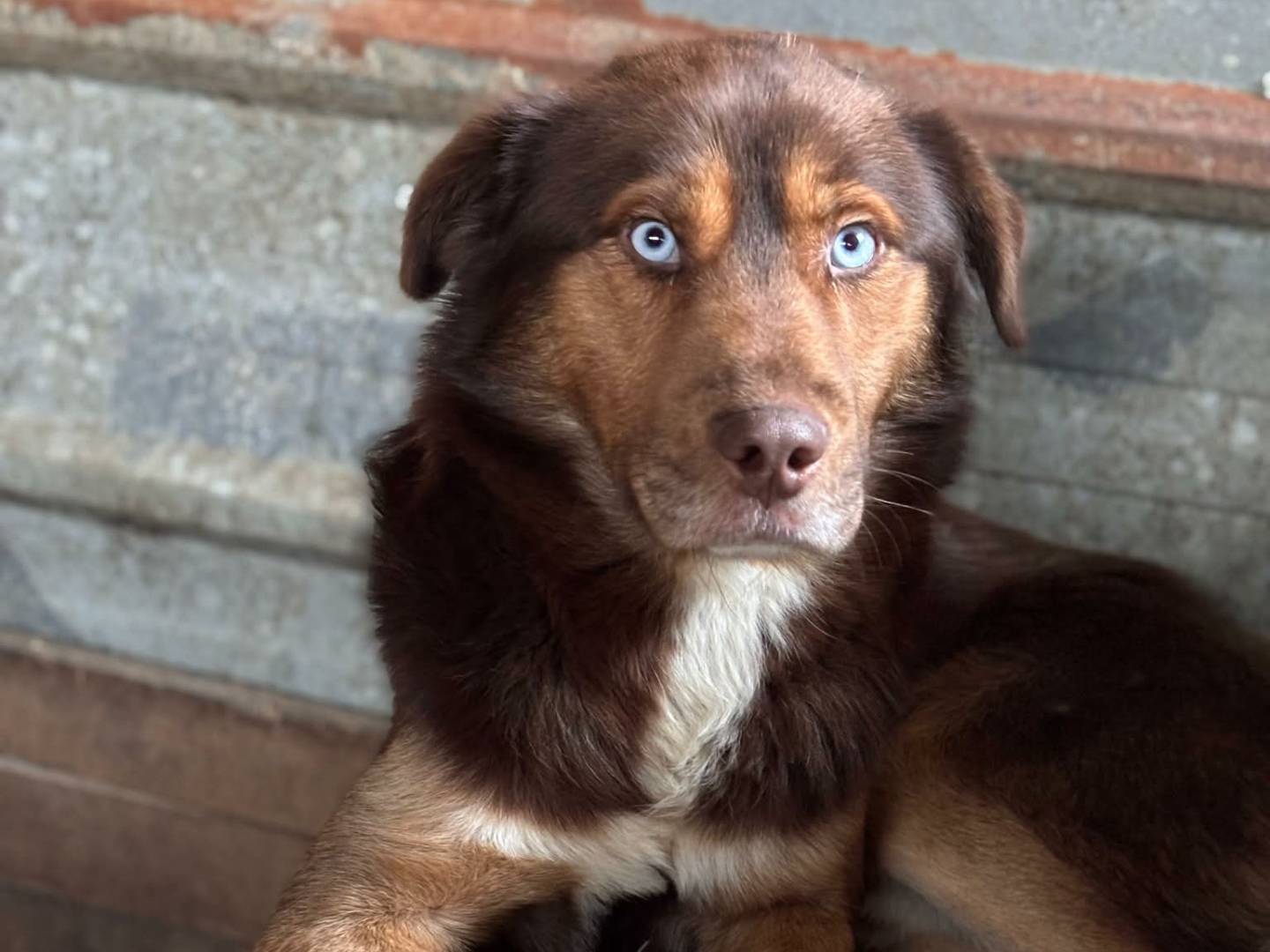 Vuoi adottare un cane a Firenze?