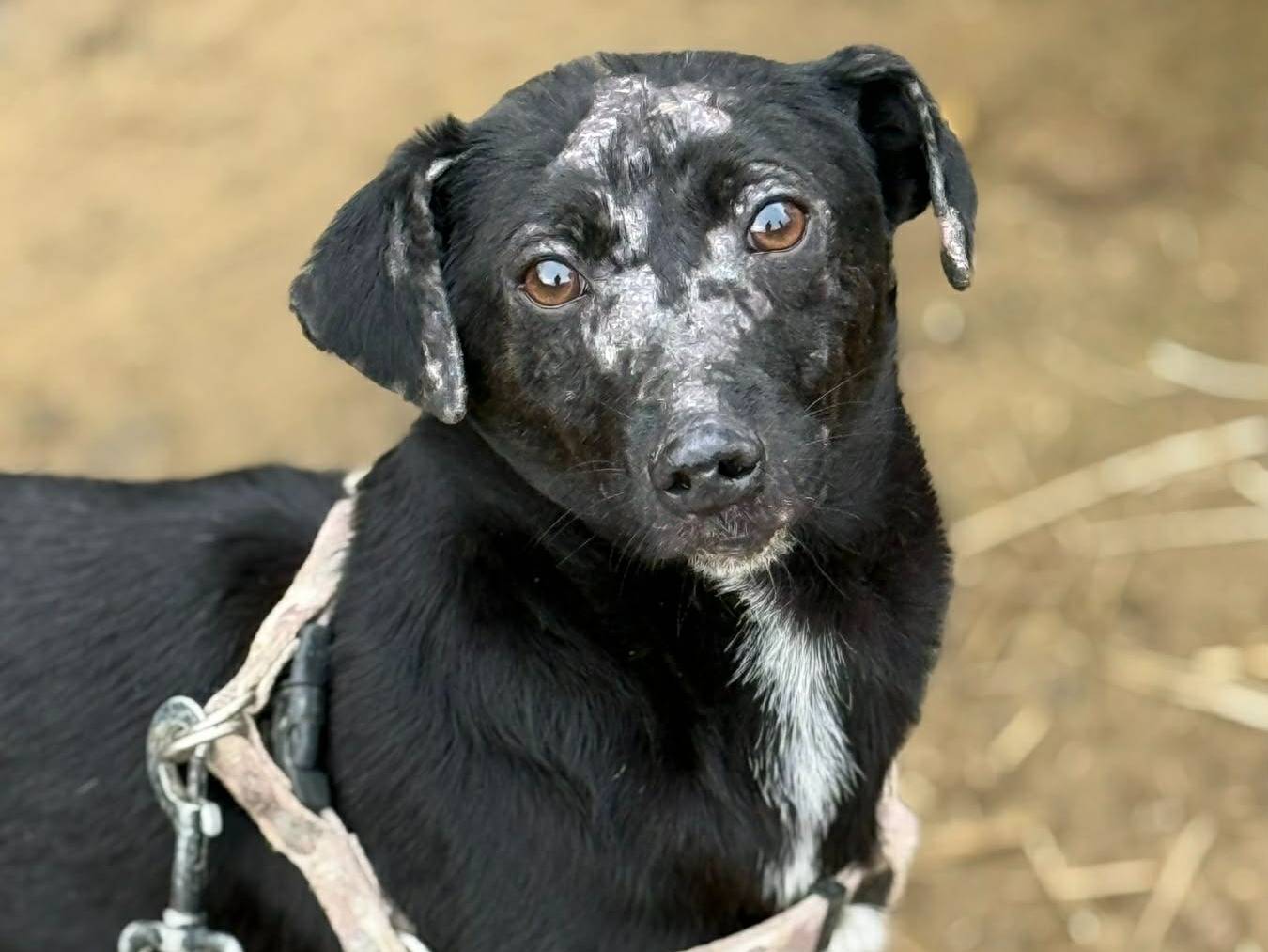 Adozione cane, maschio, Razza sconosciuta Razza sconosciuta, 1 anno e 10 mesi, taglia piccola, Firenze