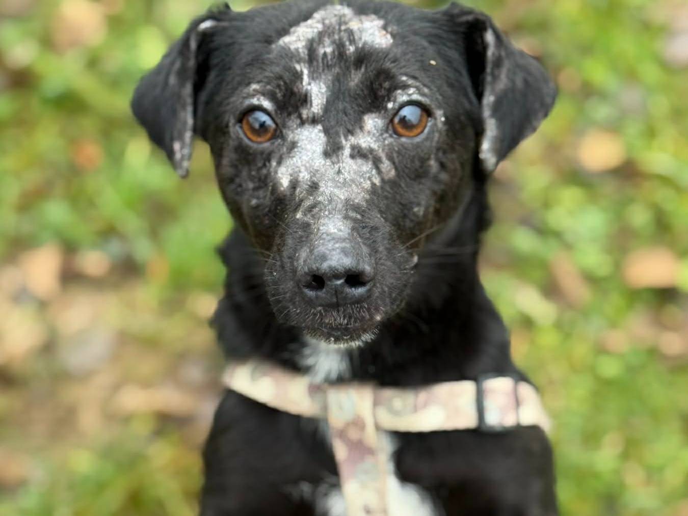 Adotta un cane, maschio, 1 anno e 10 mesi, Firenze