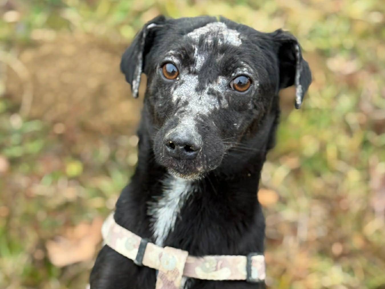 Adotta un cane, taglia piccola, maschio, Firenze