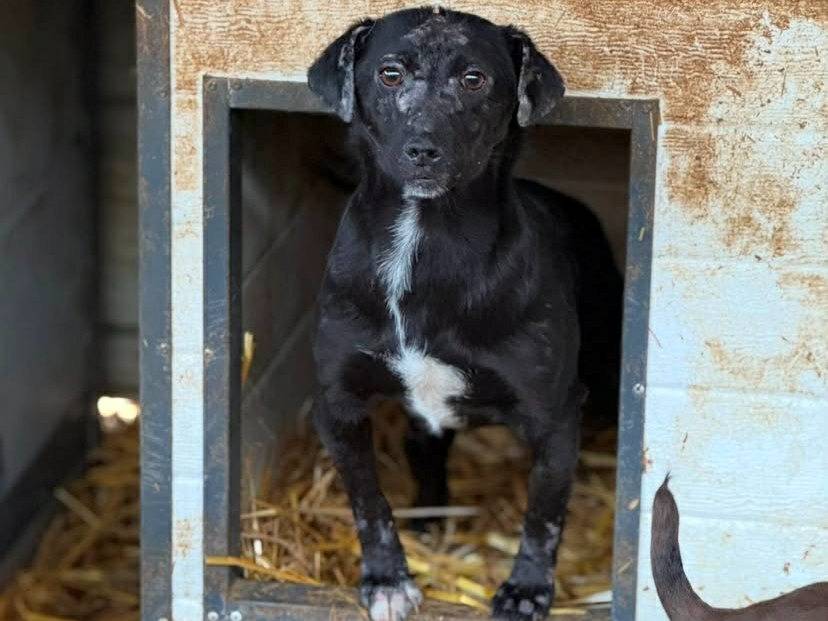 Adotta il cane NOAH a Firenze