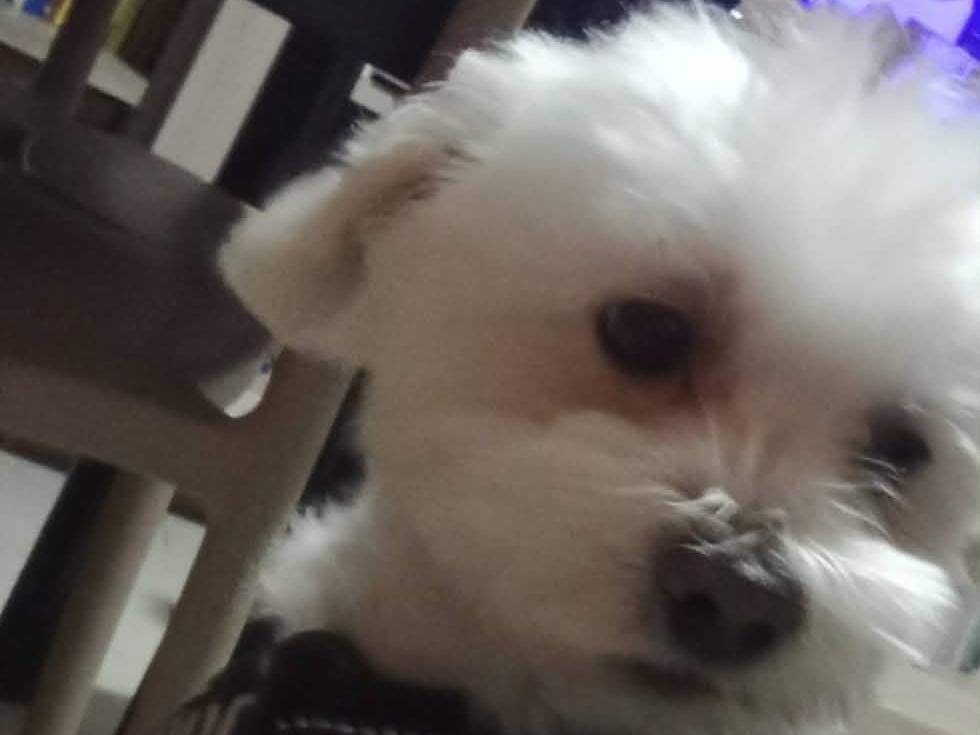 Adotta un cane, maschio, 10 anni, Potenza