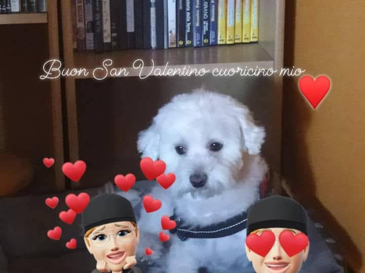 Adotta un cane, taglia piccola, maschio, Potenza