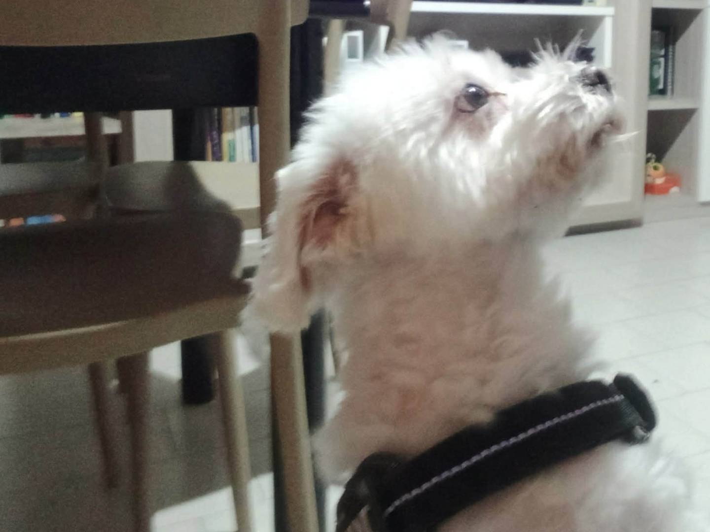 Vuoi adottare un cane a Potenza?