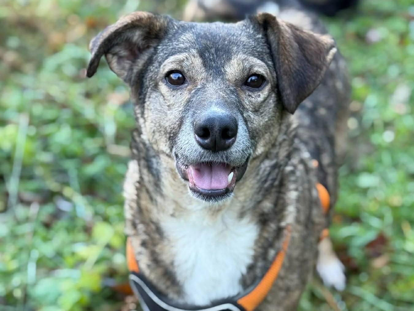 Adozione cane, femmina, Razza sconosciuta Razza sconosciuta, 2 anni e 11 mesi, taglia media contenuta, Firenze