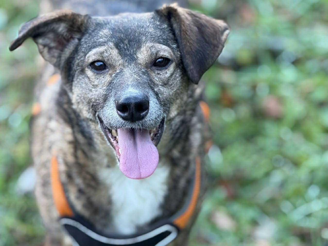 Adotta un cane, femmina, 2 anni e 11 mesi, Firenze