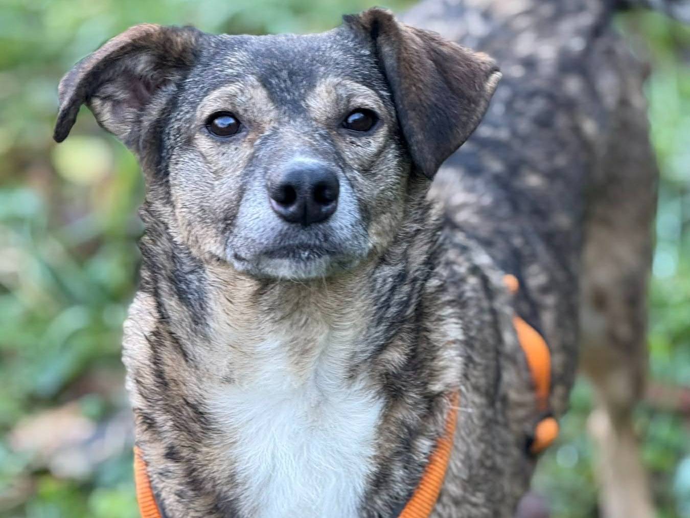 Vuoi adottare un cane a Firenze?