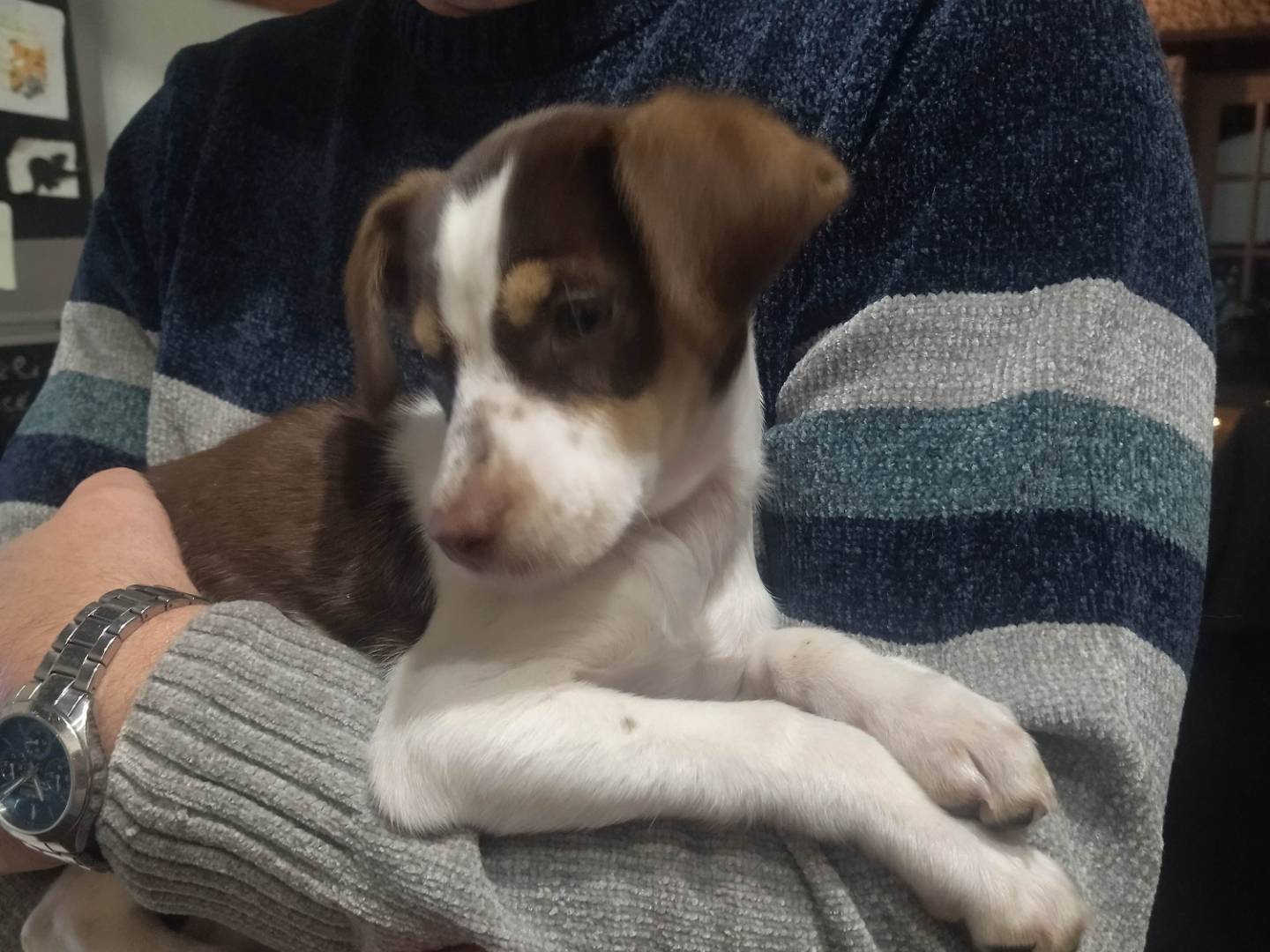 Adozione cane, femmina, Razza sconosciuta Razza sconosciuta, 4 mesi, taglia piccola, Varese