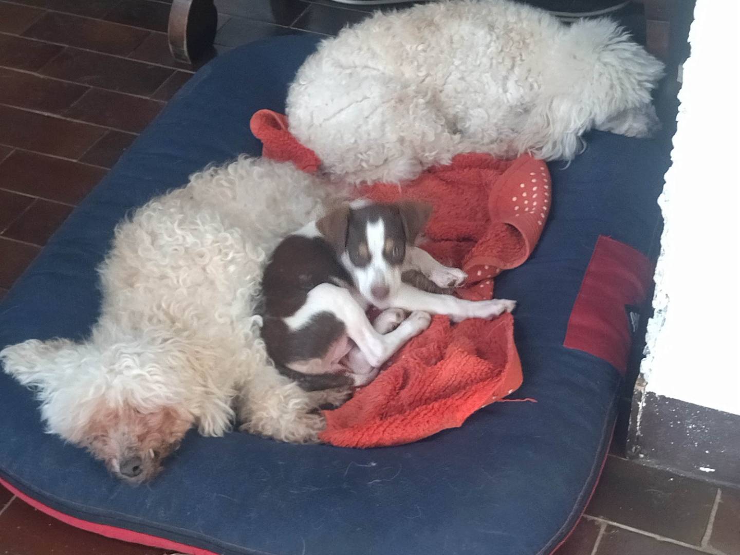 Adotta un cane, femmina, 4 mesi, Varese