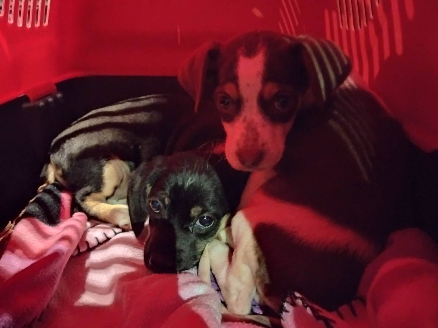 Adotta un cane, taglia piccola, femmina, Varese