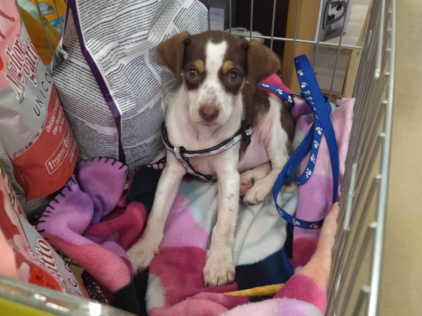 Adotta il cane Bea a Varese