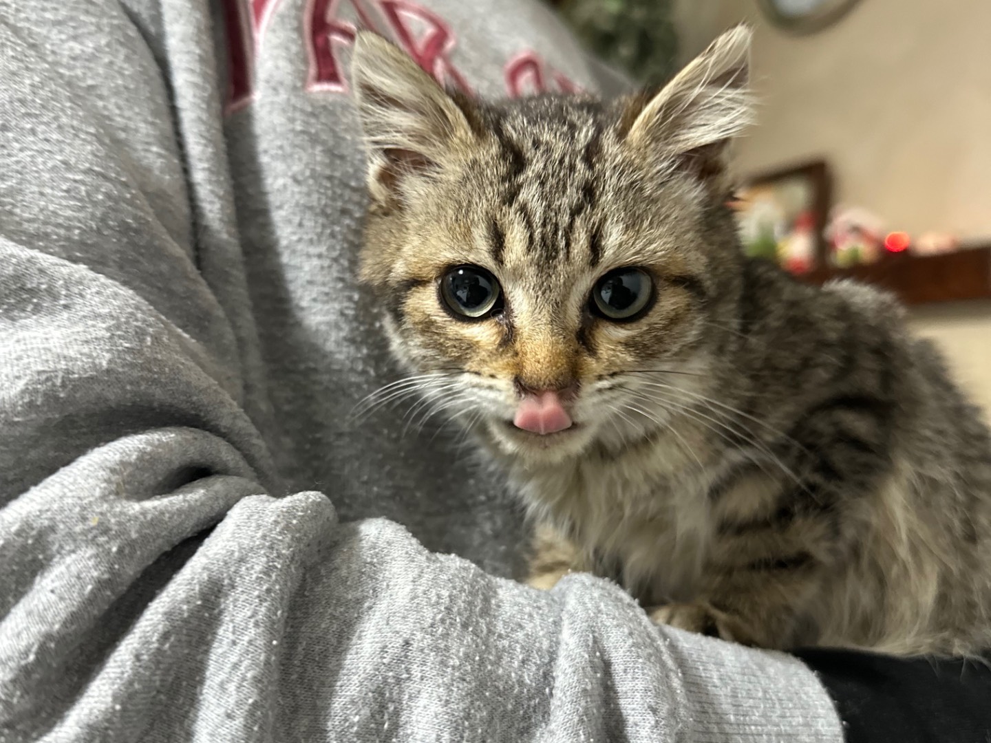 Vuoi adottare un gatto a Salerno?