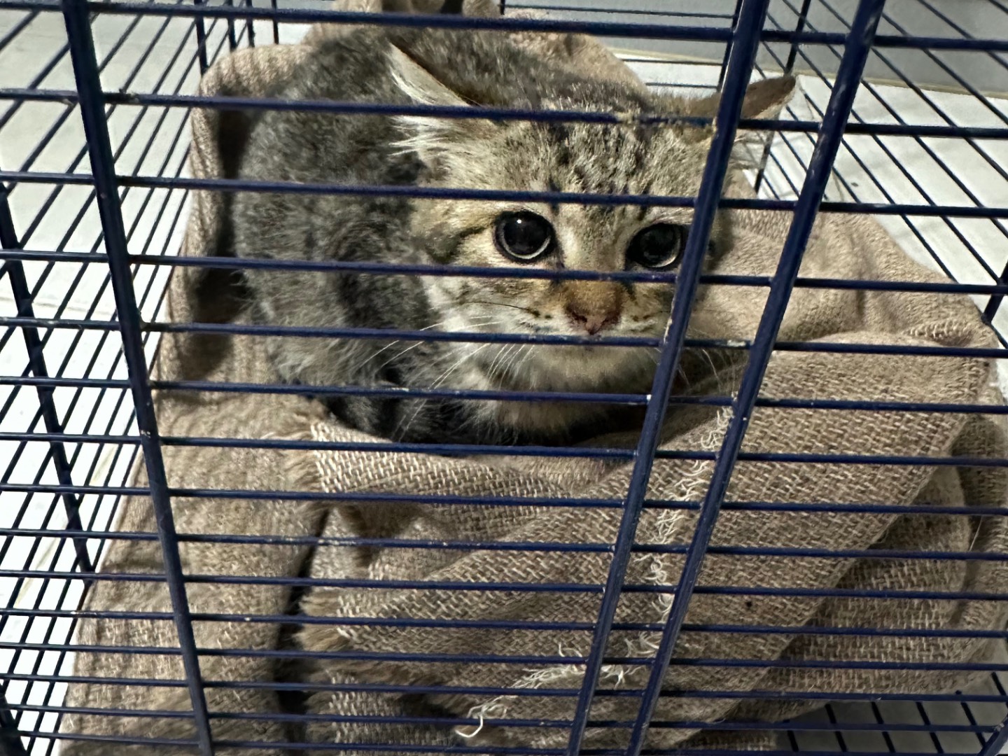Adotta il gatto Odessa a Salerno