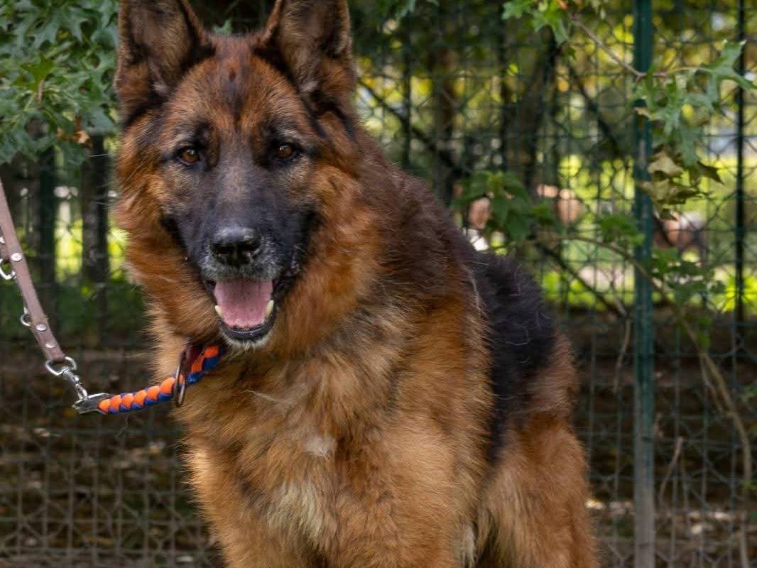 Adotta un cane, maschio, 5 anni e 5 mesi, Sondrio