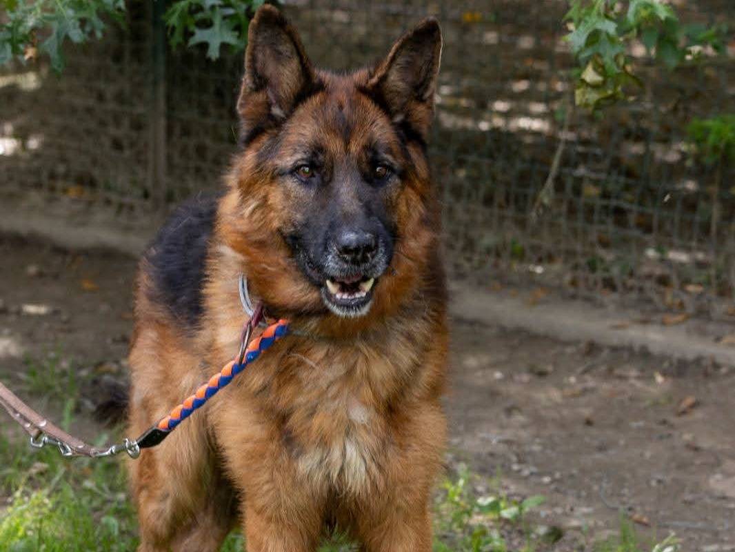 Adotta un cane, taglia gigante, maschio, Sondrio