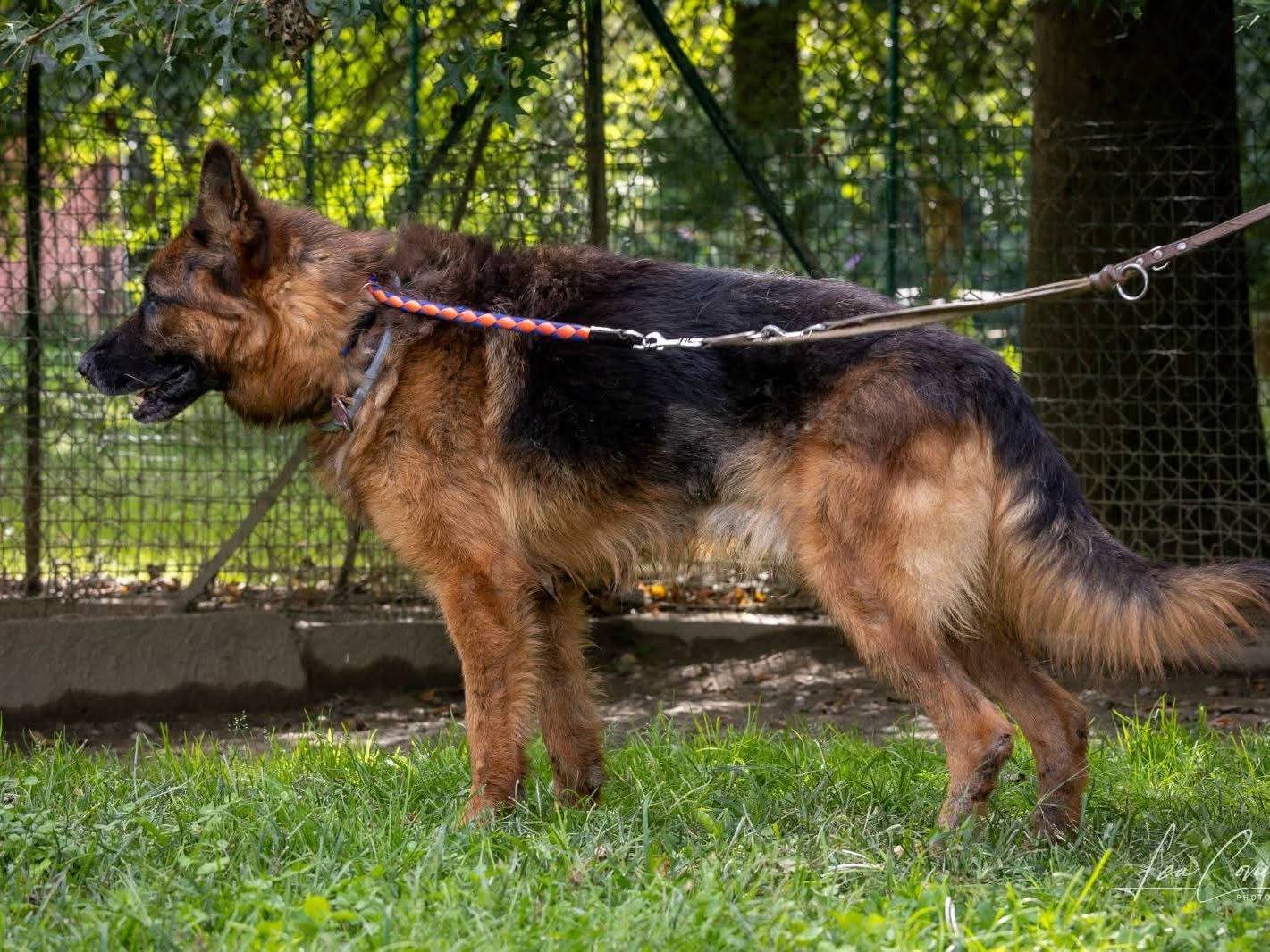 Vuoi adottare un cane a Sondrio?