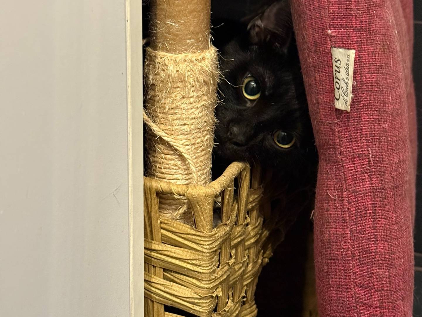 Adozione gatto, maschio, Razza sconosciuta Razza sconosciuta, 7 mesi, taglia non valida, Monza