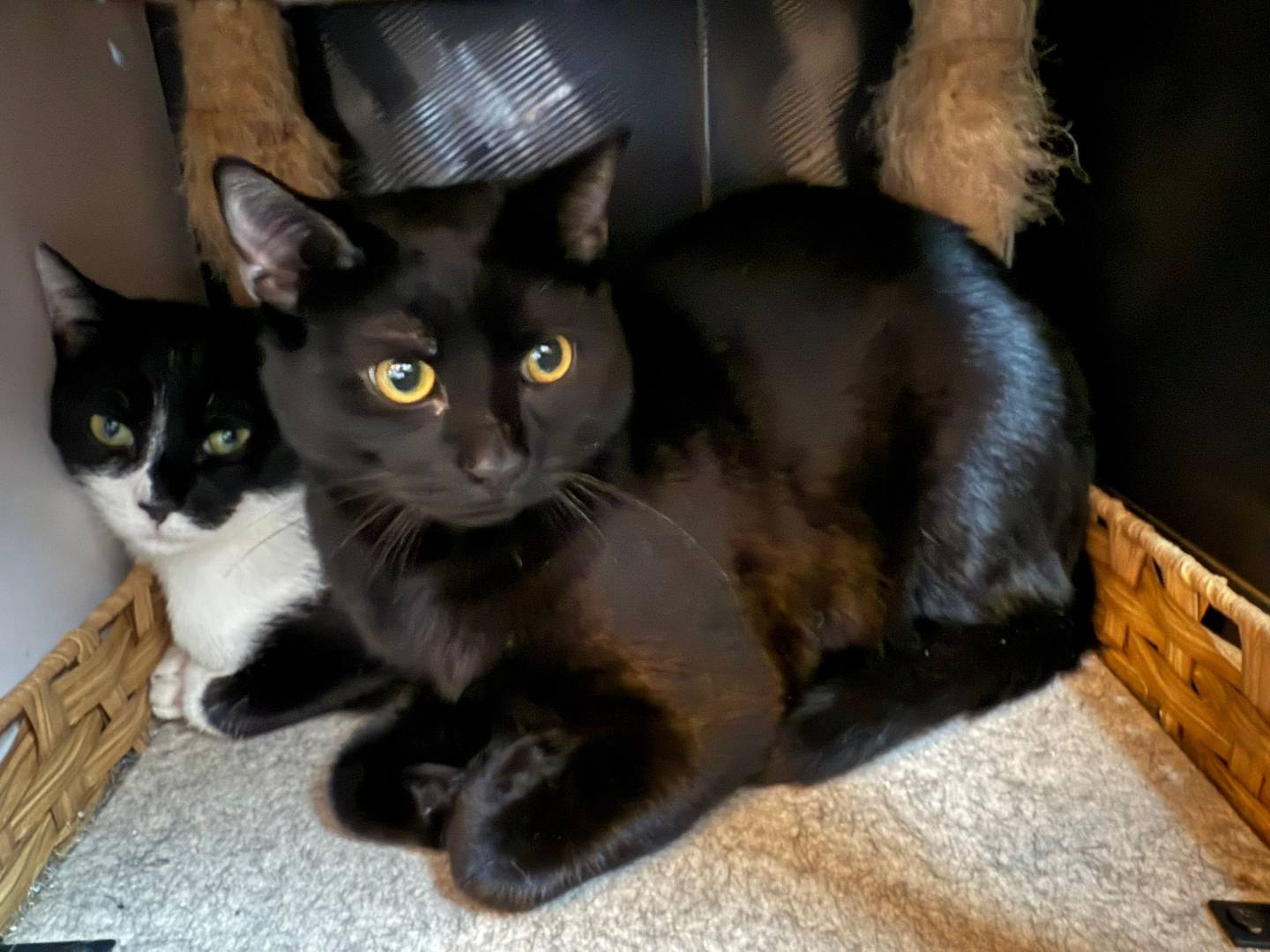 Adotta un gatto, maschio, 7 mesi, Monza