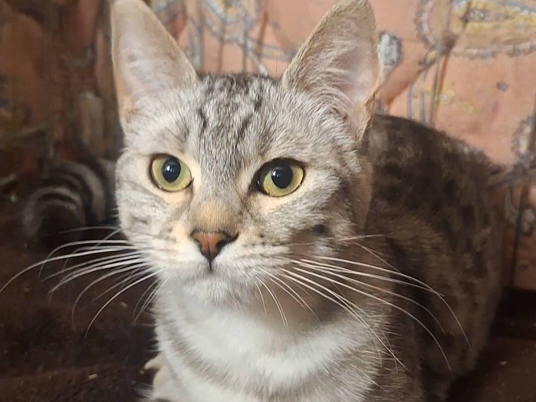 Adozione gatto, femmina, Razza sconosciuta Razza sconosciuta, 9 mesi, taglia non valida, Potenza