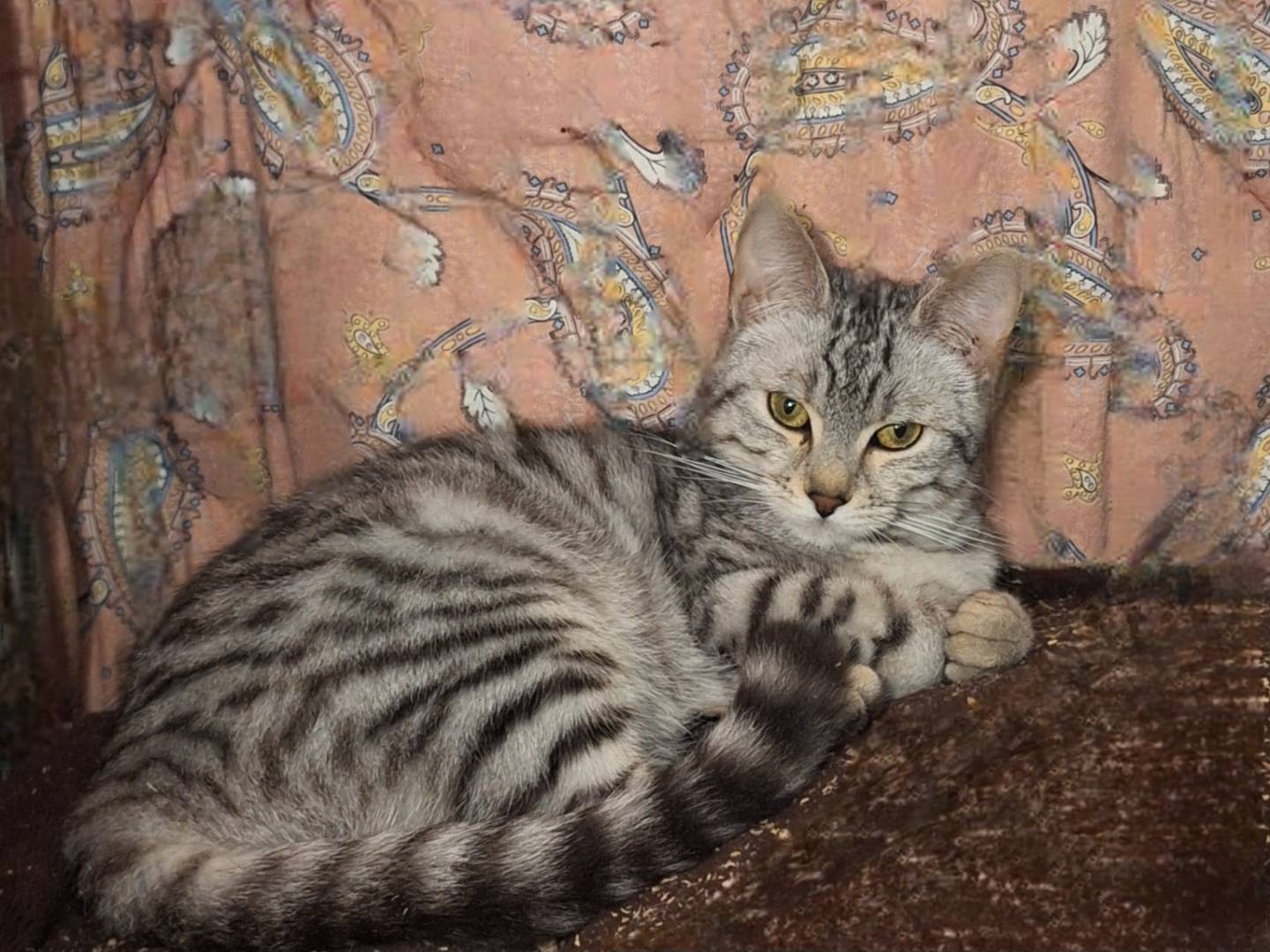 Adotta un gatto, femmina, 9 mesi, Potenza