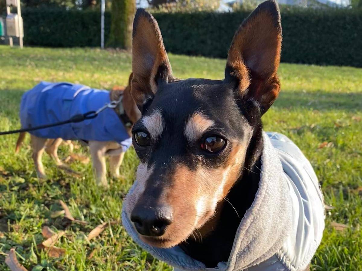 Adozione cane, femmina, Pinscher Razza sconosciuta, 10 anni e 2 mesi, taglia piccola, Milano